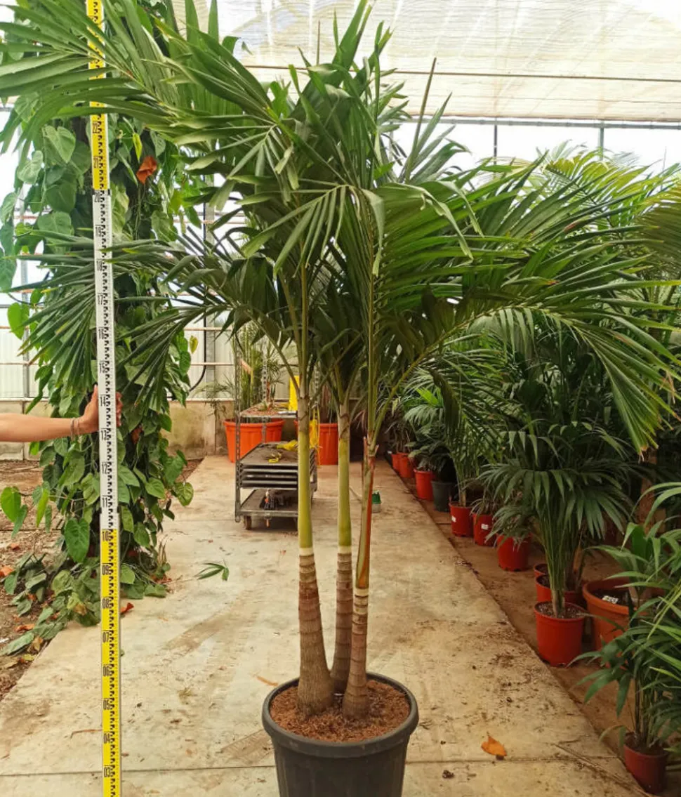 JARDINTROPIC - Adonidia merrillii (veitchia merrillii- palmier de manille) spécimen pot de 30l plusieurs troncs 200/250cm