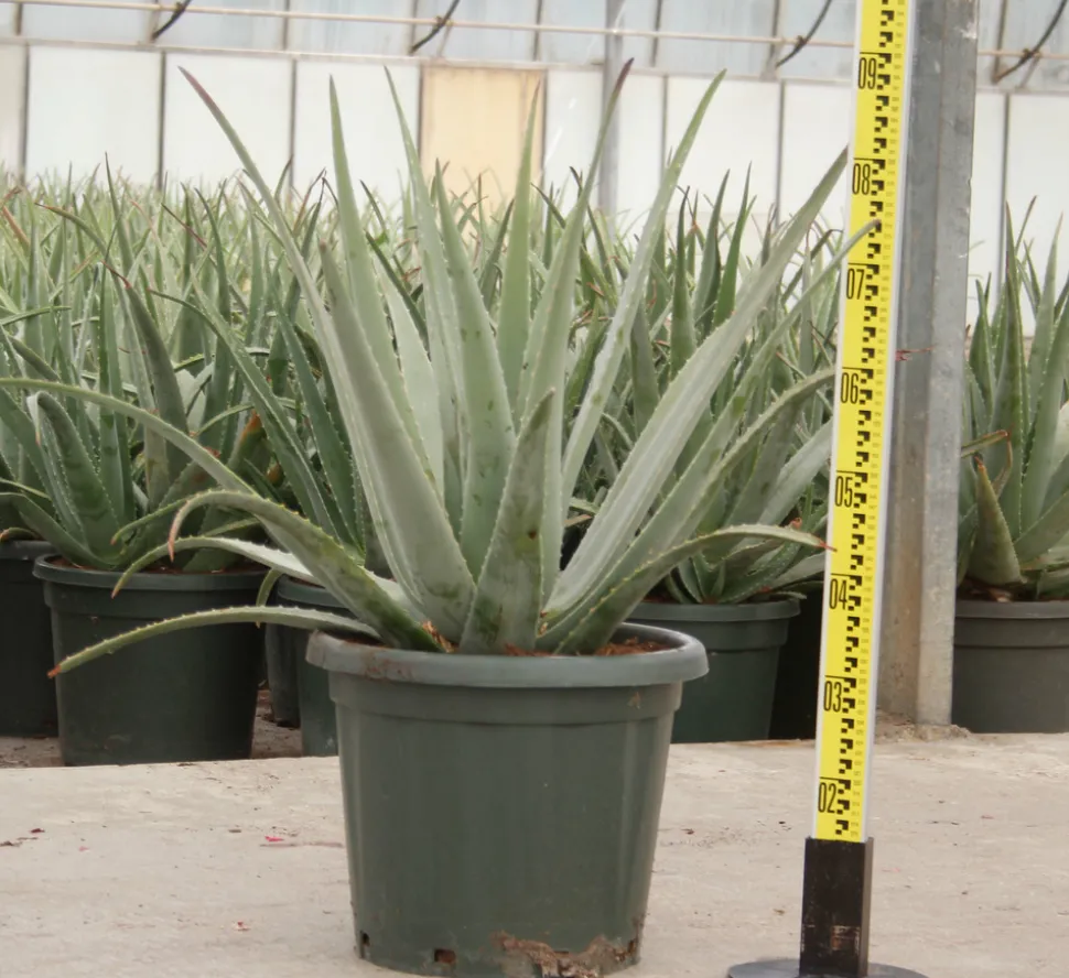 JARDINTROPIC - Aloe vera (syn. A. Barbadensis) pot de 25l - 80/100cm
