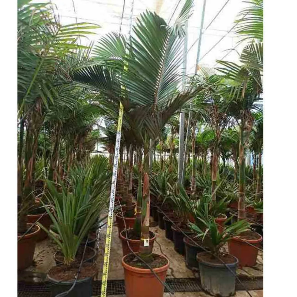 JARDINTROPIC - Archontophoenix alexandrae (palmier royal) spécimen pot de 140l - 200/250cm