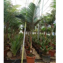 JARDINTROPIC - Archontophoenix alexandrae (palmier royal) spécimen pot de 45l tronc unique 225-250cm