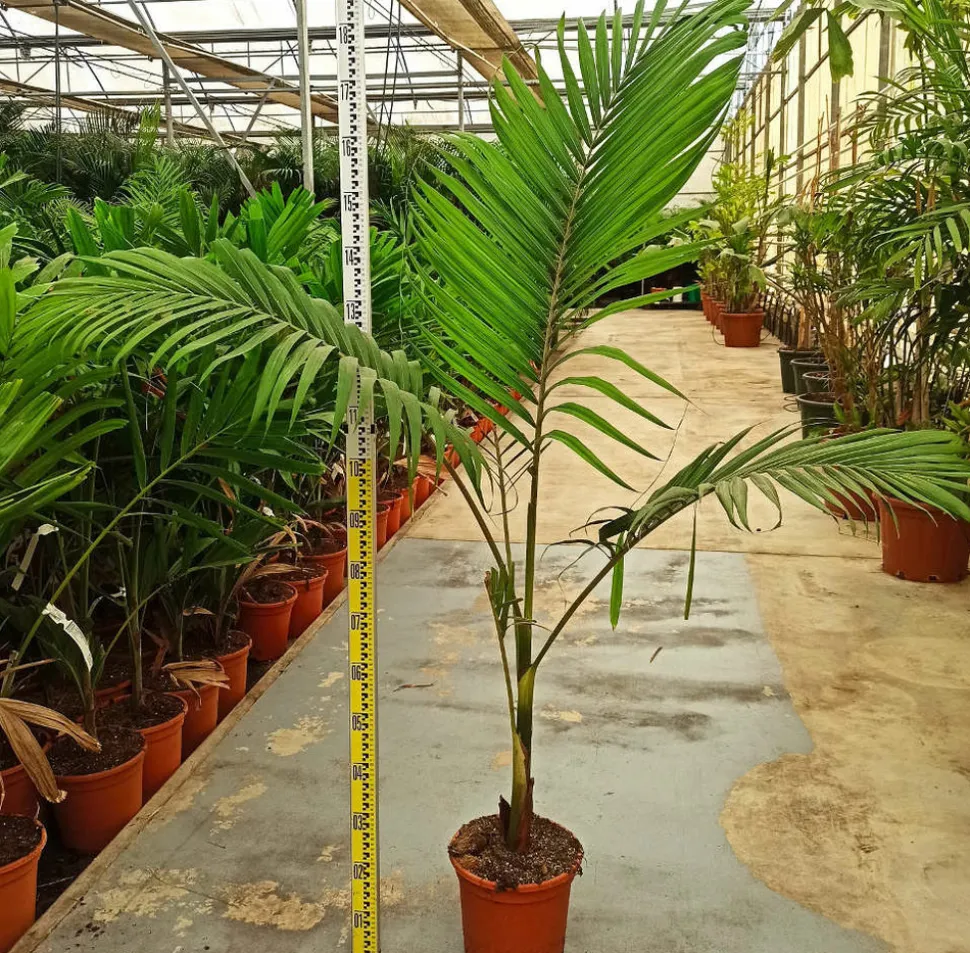 JARDINTROPIC - Archontophoenix alexandrae (palmier royal) spécimen pot de 130l plusieurs troncs 200/250cm