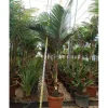 JARDINTROPIC - Archontophoenix alexandrae (palmier royal) pot de 8l plusieurs troncs 100/125cm