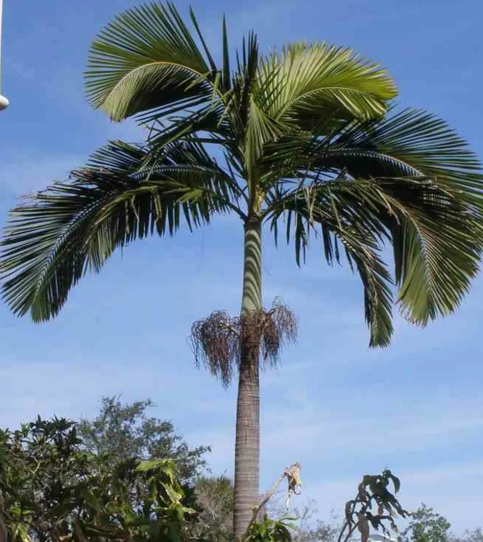 JARDINTROPIC - Archontophoenix alexandrae (palmier royal) pot de 130l plusieurs troncs 200/250cm