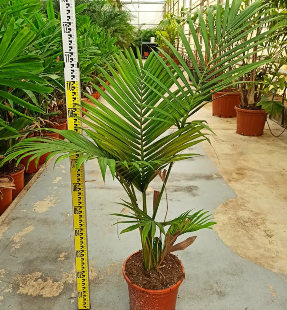 JARDINTROPIC - Archontophoenix alexandrae (palmier royal) pot de 130l plusieurs troncs 200/250cm