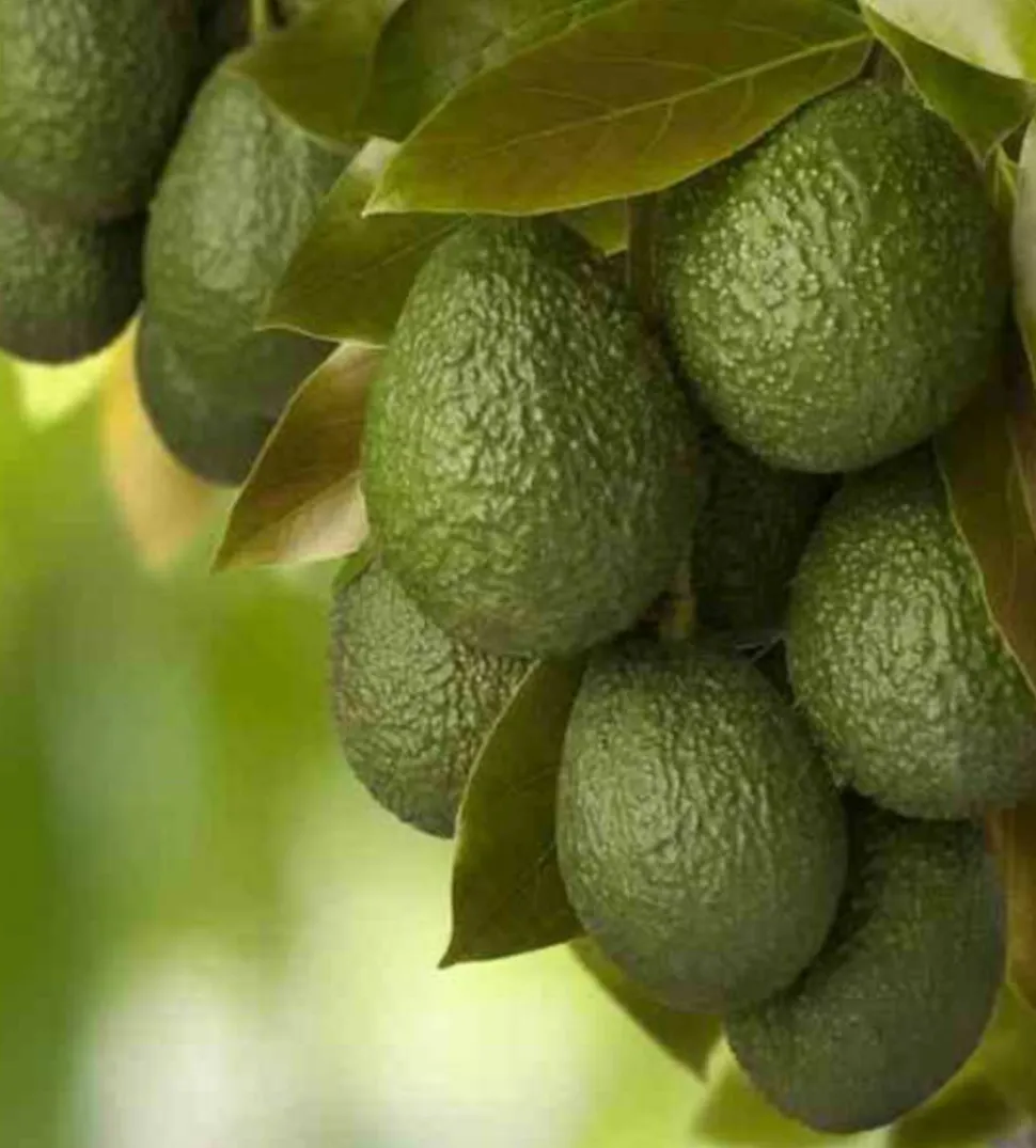 JARDINTROPIC - Avocatier : persea americana var. Bacon adulte (de greffe) pot de 25l - 160/180cm