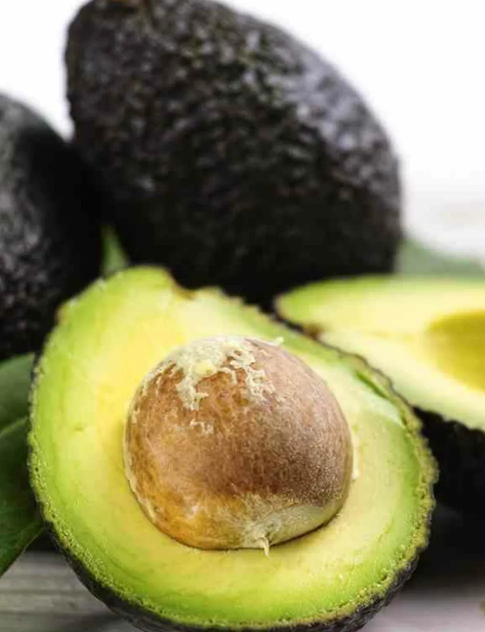 JARDINTROPIC - Avocatier : persea americana var. Bacon adulte (de greffe) pot de 25l - 160/180cm