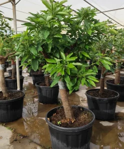 JARDINTROPIC - Avocatier : persea americana var. Hass adulte (de greffe) 130 l. 200-250 cm.per. 030/035 cm.