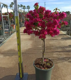 JARDINTROPIC - Bougainvillier bougainvillier 'mini thai' (bougainvillier nain) pot de 40 litres ? 100/120 cm
