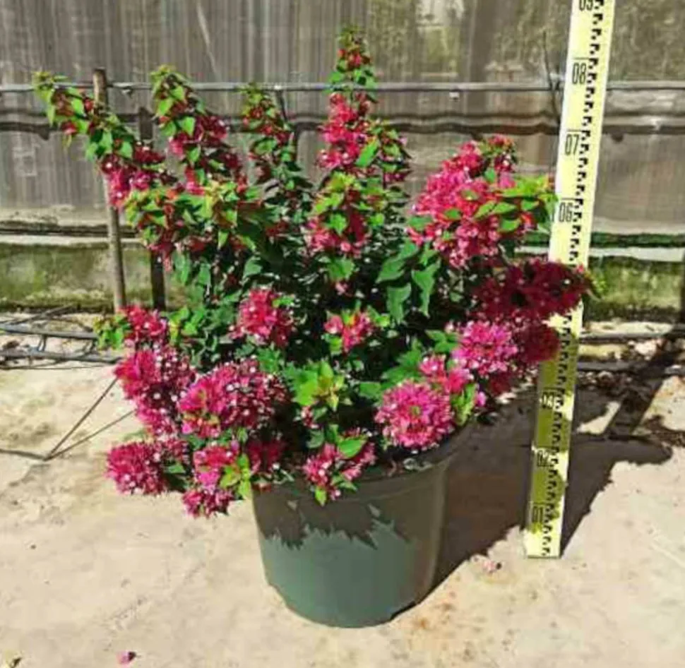 JARDINTROPIC - Bougainvillier bougainvillier 'mini thai' (bougainvillier nain) pot de 14 litres - 100/120 cm