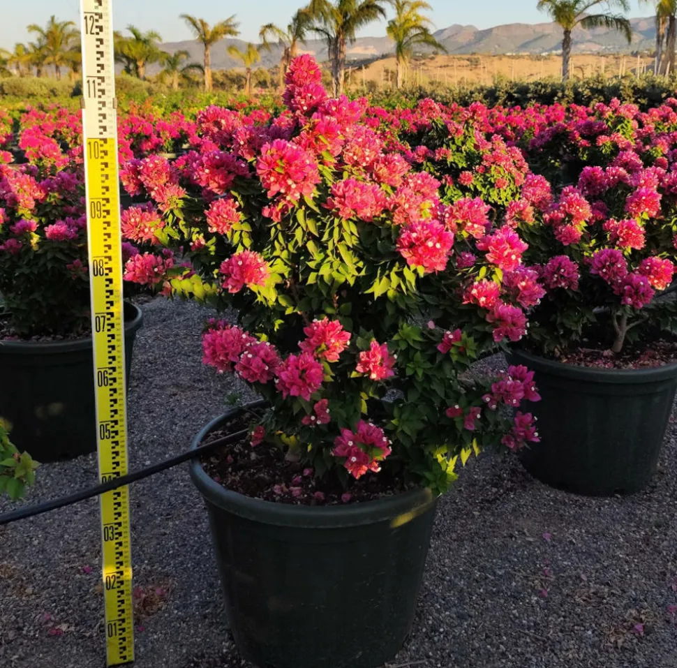 JARDINTROPIC - Bougainvillier bougainvillier 'mini thai' (bougainvillier nain) pot de 14 litres - 100/120 cm