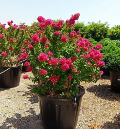 JARDINTROPIC - Bougainvillier bougainvillier 'mini thai' (bougainvillier nain) pot de 130l 150/175cm