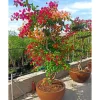 JARDINTROPIC - Bougainvillier hybride multi couleur (bougainvillier) pot de 70l 200/225cm