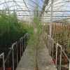 JARDINTROPIC - Casuarina cunninghamiana (filao) pot de 25l- 125/150cm