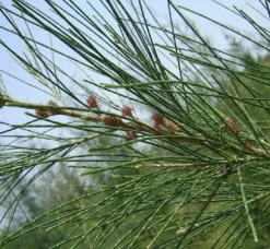 JARDINTROPIC - Casuarina cunninghamiana (filao) pot de 25l- 125/150cm