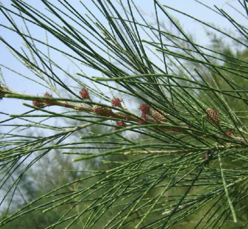 JARDINTROPIC - Casuarina cunninghamiana (filao) pot de 25l- 125/150cm