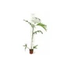 JARDINTROPIC - Chamaedorea seifrizii (palmier nain de seifriz) pot de 1 litre - 50/60 cm
