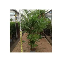 JARDINTROPIC - Chamaedorea seifrizii (palmier nain de seifriz) pot de 1 litre - 50/60 cm