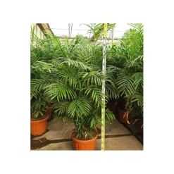 JARDINTROPIC - Chamaedorea seifrizii (palmier nain de seifriz) pot de 70l 200/225cm