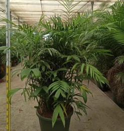 JARDINTROPIC - Chamaedorea seifrizii (palmier nain de seifriz) pot de 70l 200/225cm