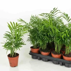 JARDINTROPIC - Chamaedorea elegans (chamédorée - palmier de montagne) pot de 0,5 litre - 20/30 cm