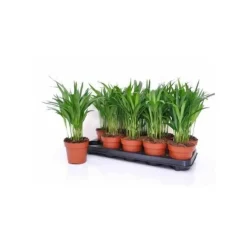 JARDINTROPIC - Chrysalidocarpus lutescens (aréca, palmier d'arec, palmier doré) pot de 1 litre -10/30 cm