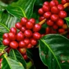 JARDINTROPIC - Coffea arabica (caféier) pot de 25l - 100/125cm