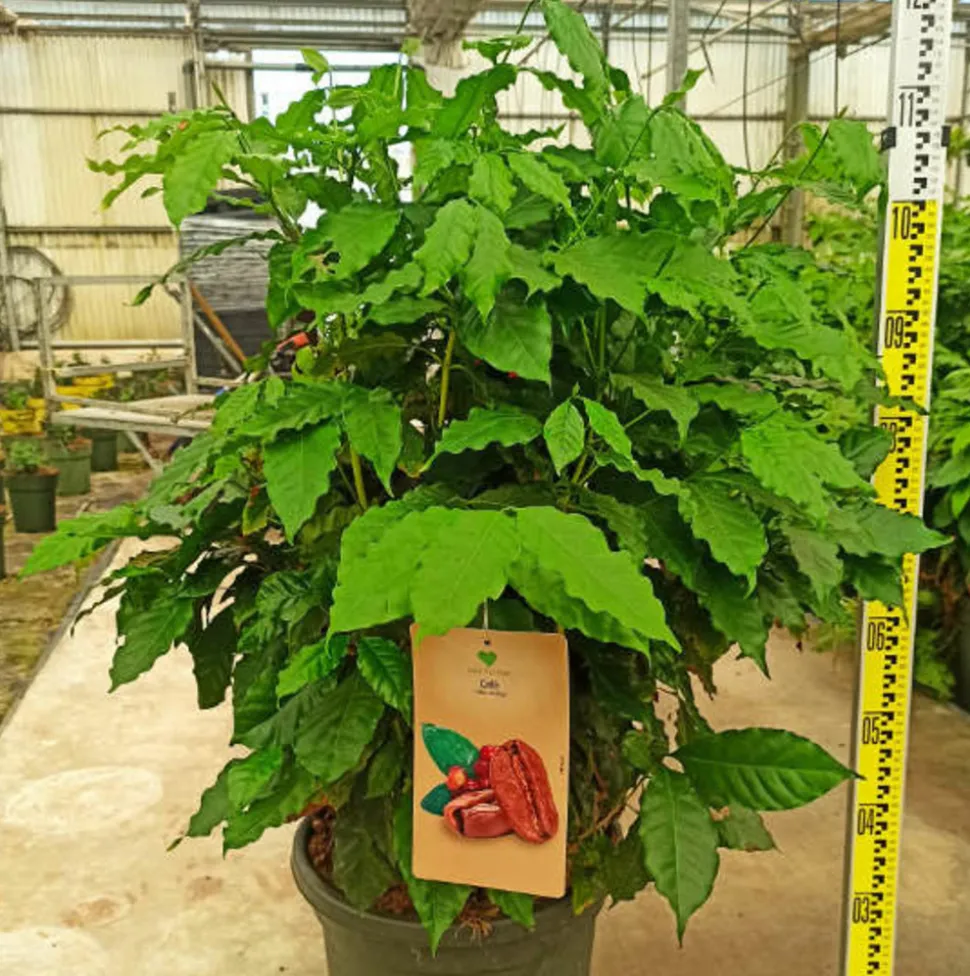 JARDINTROPIC - Coffea arabica (caféier) pot de 25l - 100/125cm