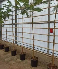 JARDINTROPIC - Delonix regia (flamboyant) pot de 8l - 160/180cm