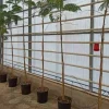 JARDINTROPIC - Delonix regia (flamboyant) pot de 3 litres ? 40/60 cm