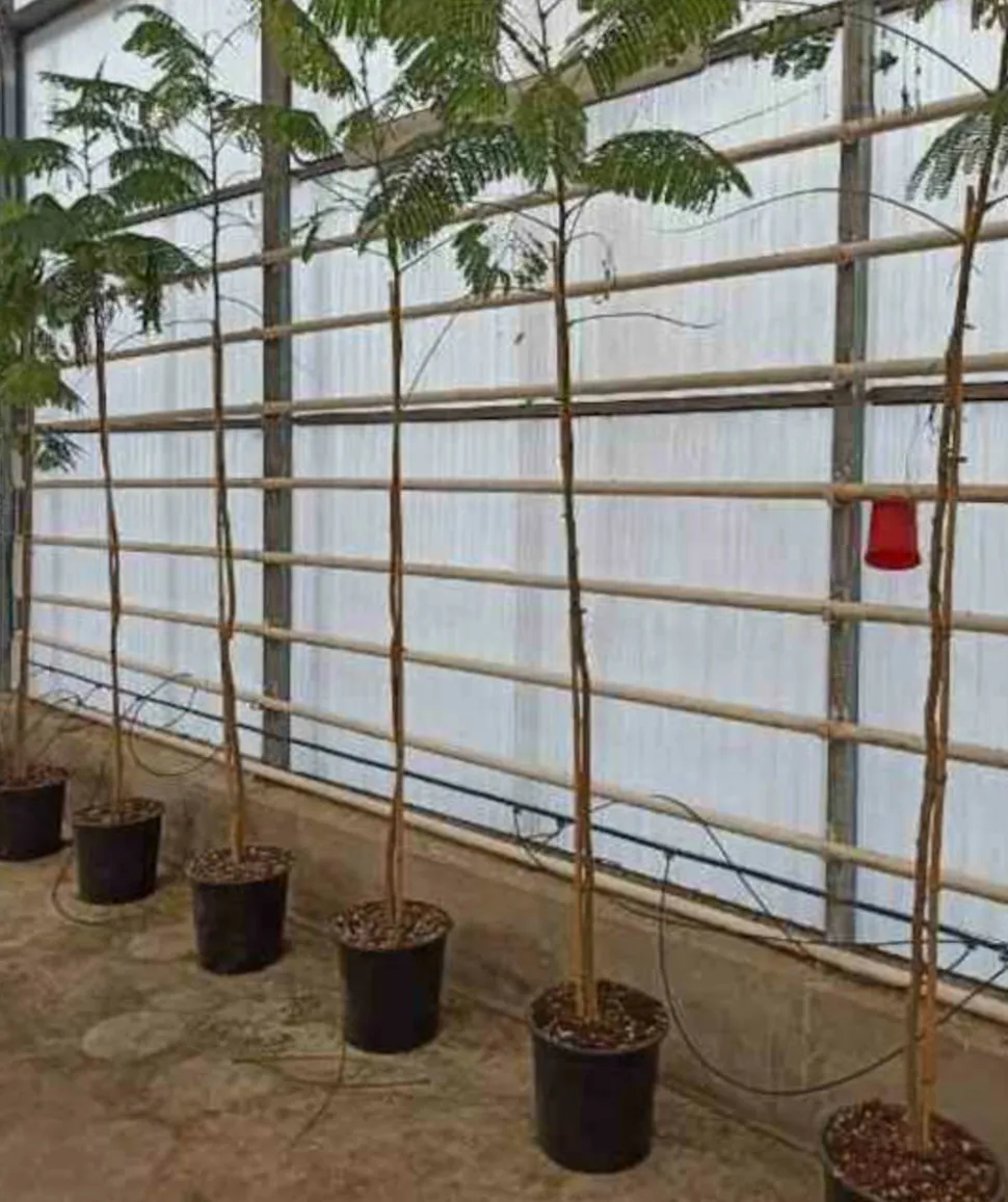 JARDINTROPIC - Delonix regia (flamboyant) pot de 3 litres ? 40/60 cm