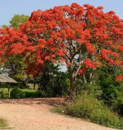 JARDINTROPIC - Delonix regia (flamboyant) pot de 3 litres ? 40/60 cm