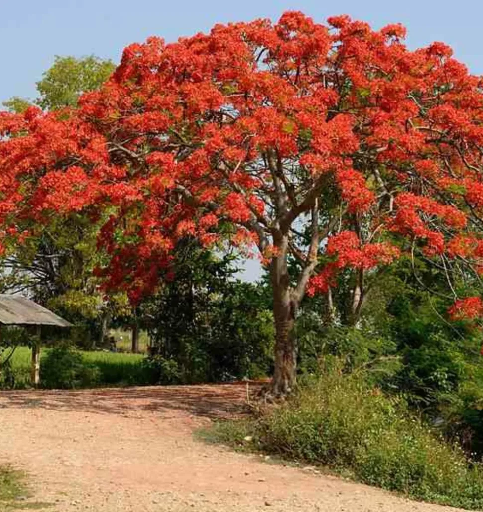 JARDINTROPIC - Delonix regia (flamboyant) pot de 3 litres ? 40/60 cm
