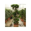 JARDINTROPIC - Dracaena deremensis 'compacta' (dragonnier) pot de 65l - groupe - 140/160cm