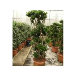 JARDINTROPIC - Dracaena deremensis 'compacta' (dragonnier) pot de 65l - groupe - 140/160cm