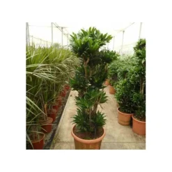 JARDINTROPIC - Dracaena deremensis 'compacta' (dragonnier) pot de 65l - groupe - 140/160cm