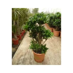 JARDINTROPIC - Dracaena deremensis 'compacta' (dragonnier) pot de 35l - boule -130/150cm