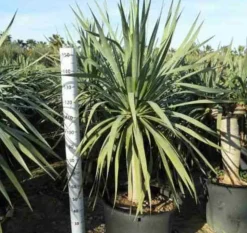 JARDINTROPIC - Dracaena draco (dragonnier des canaris) pot de 250l 200/250cm