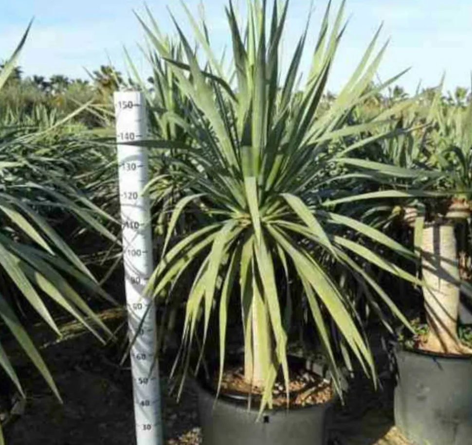 JARDINTROPIC - Dracaena draco (dragonnier des canaris) pot de 250l 200/250cm