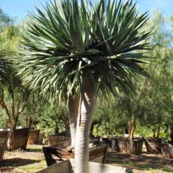 JARDINTROPIC - Dracaena draco (dragonnier des canaris) pot de 80l - tronc de 50/60 cm - 125/150cm