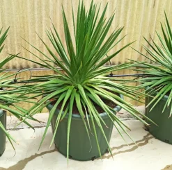 JARDINTROPIC - Dracaena draco (dragonnier des canaris) pot de 65l 100/125cm