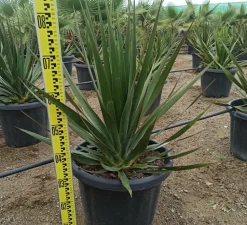 JARDINTROPIC - Dracaena draco (dragonnier des canaris) pot de 25l - 80/100cm