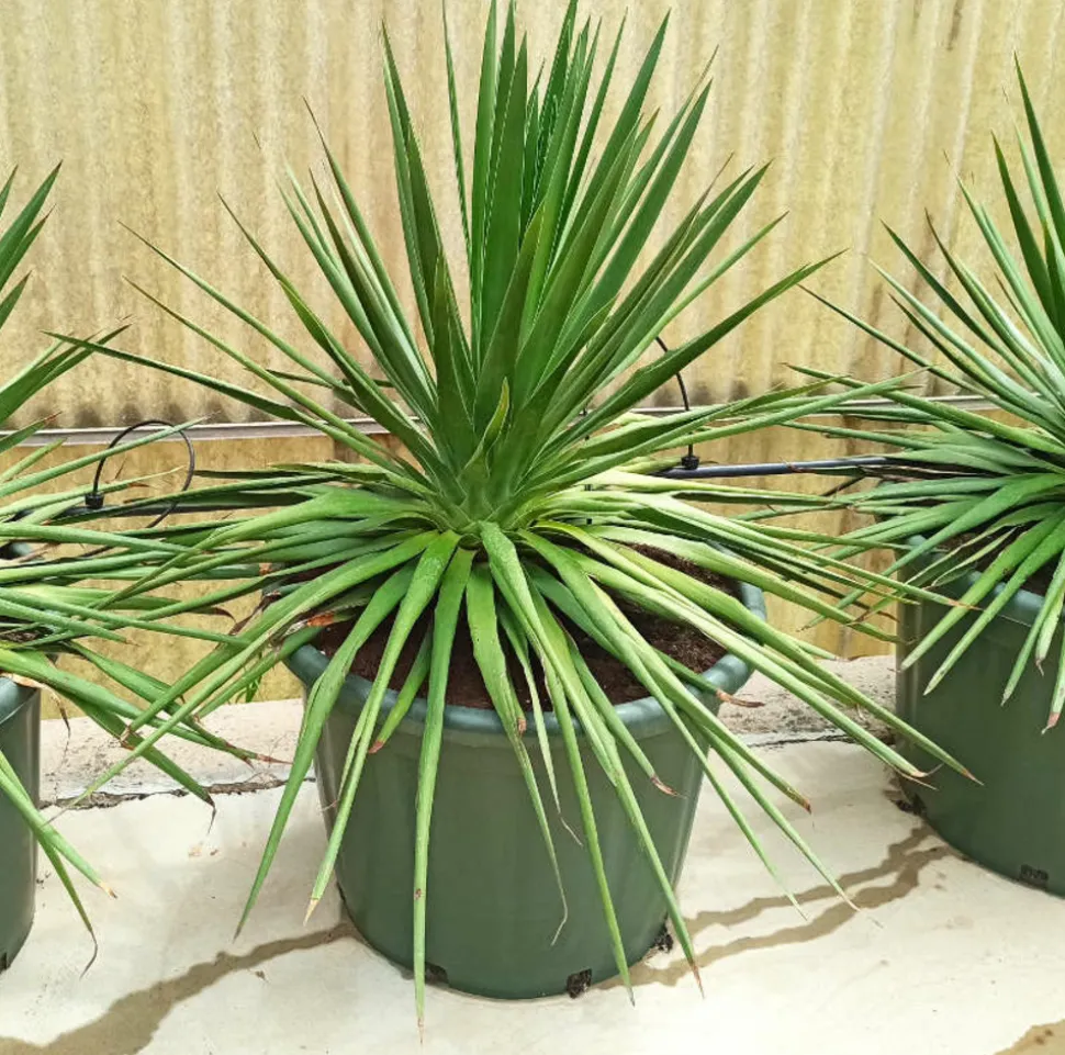 JARDINTROPIC - Dracaena draco (dragonnier des canaris) pot de 180l 175/200cm