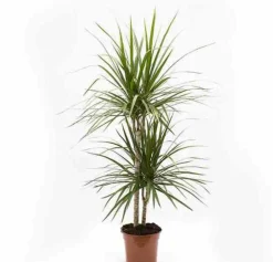 JARDINTROPIC - Dracaena marginata 'vert' (dragonnier) pot de 3 litres - 50/60 cm