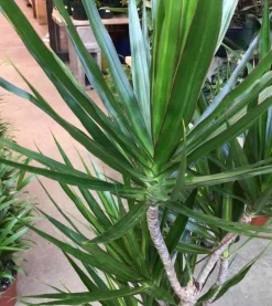 JARDINTROPIC - Dracaena marginata 'vert' (dragonnier) pot de 3 litres - 50/60 cm