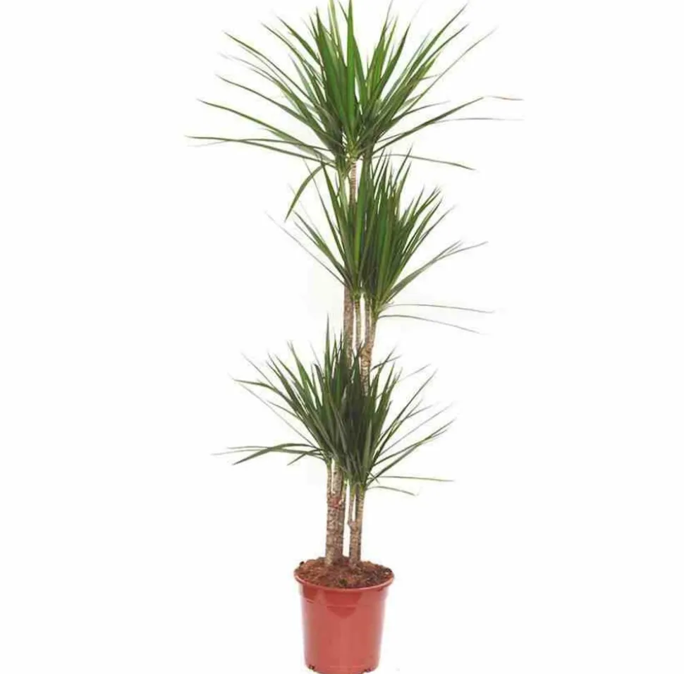 JARDINTROPIC - Dracaena marginata 'vert' (dragonnier) pot de 80l - total 175/200cm