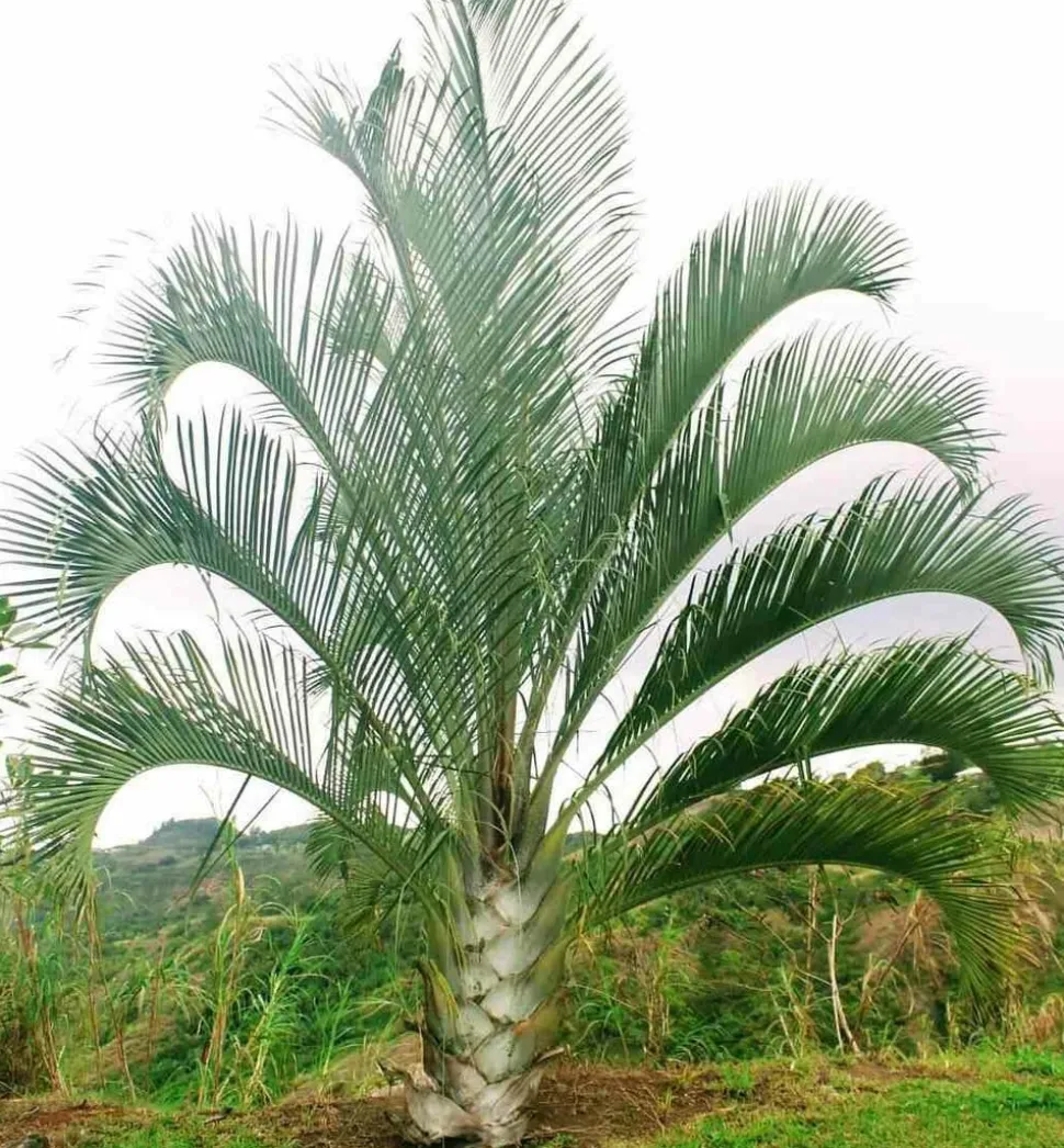JARDINTROPIC - Dypsis decaryi (palmier trièdre) pot de 40 litres - 140/160 cm
