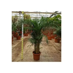 JARDINTROPIC - Dypsis lutescens (palmier multipliant) pot de 25l -200cm