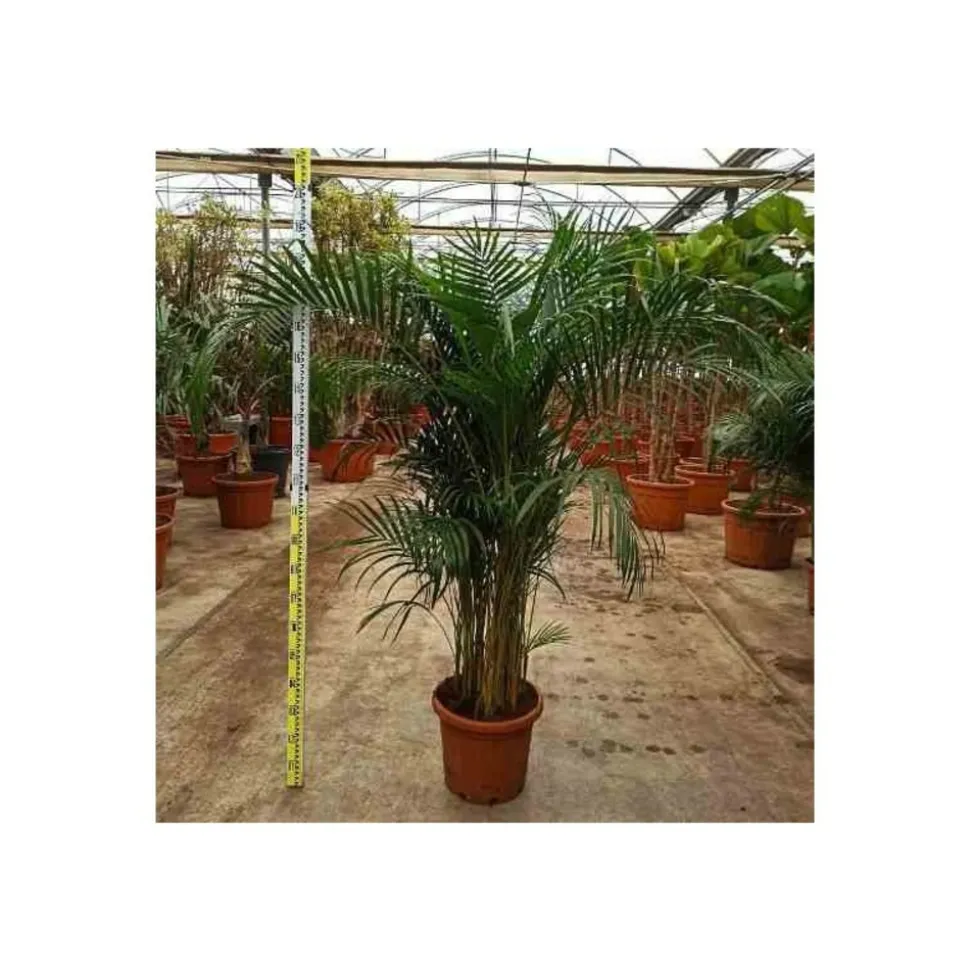 JARDINTROPIC - Dypsis lutescens (palmier multipliant) pot de 25l -200cm