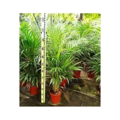 JARDINTROPIC - Dypsis lutescens (palmier multipliant) pot de 2 litres ? 40/60 cm