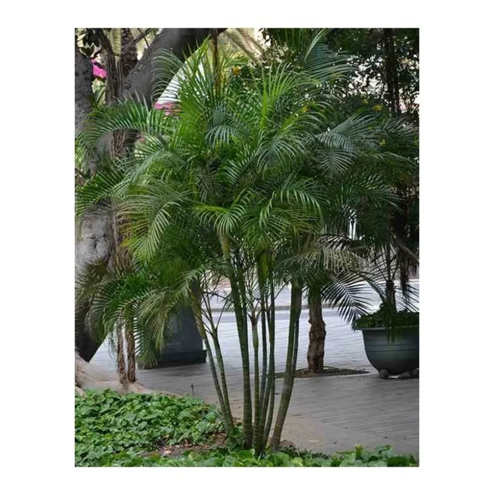 JARDINTROPIC - Dypsis lutescens (palmier multipliant) pot de 80l - 250/275 cm